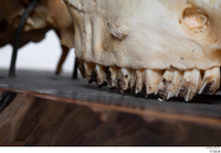  Skull Mouflon Ovis orientalis head skull 0008.jpg